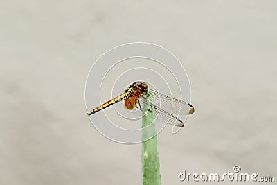 An isolated beautiful golden dragonfly on an Aloe Vera leaf Stock Photo