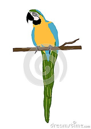 isolated beautiful macaw parrot bird vector illustration Vector Illustration