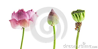 Isolated beautiful water lily. blooming tropical pink lotus on w Stock Photo