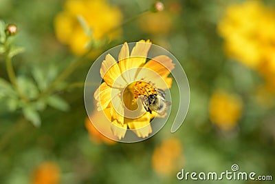 Isolated bee collecting pollen from a daisy Stock Photo
