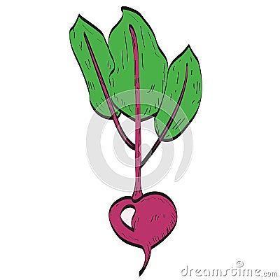 Isolated beet illustration Vector Illustration