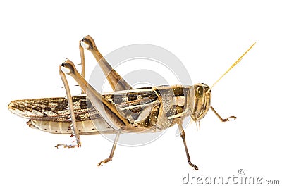 Isolated of big Grasshopper Stock Photo