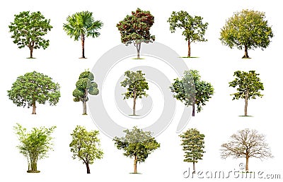 Isolated big tree on white background ,The collection of trees. Stock Photo