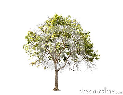 Isolated big tree on White Background Stock Photo