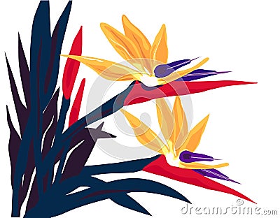 Isolated Bird-of-Paradise Flow Vector Illustration