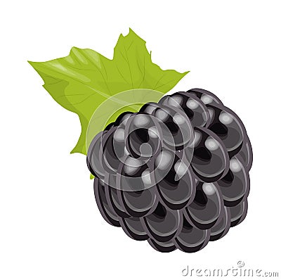 Isolated blackberry berry. Vector Illustration