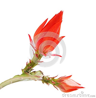 Isolated blooming Orchid cactus Stock Photo