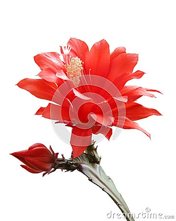 Isolated blooming Orchid cactus Stock Photo