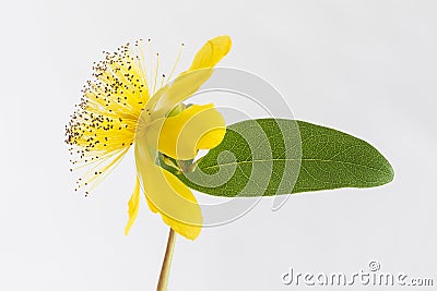 Isolated blossom of a hypericum flower Stock Photo