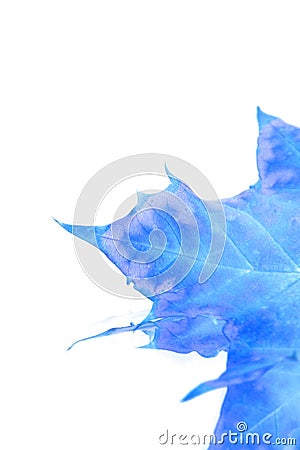 Isolated Blue Leaf Stock Photo