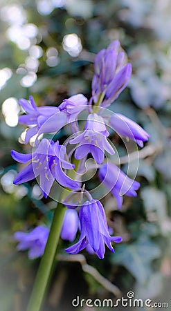 Isolated Bluebells flowers seen in a spring garden. Stock Photo