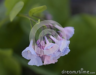 Isolated bluebells in Virginia Stock Photo