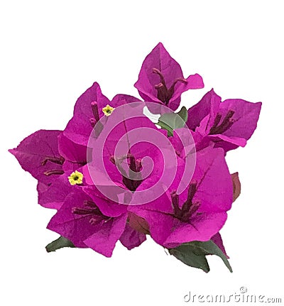 Isolated Bouquet of Magenta Bouganvillea Flowers with a Transparent Background Stock Photo