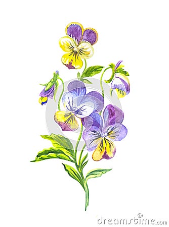 Isolated bouquet of pansies, watercolor illustration Cartoon Illustration