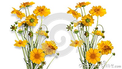 Isolated bouquet of yellow daisy-gerbera Stock Photo