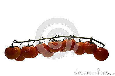 Isolated branch of cherry tomatoes on white background with space for text Stock Photo