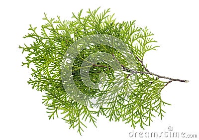 Isolated branch a thuja Stock Photo