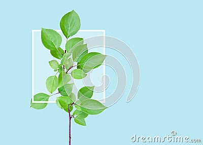 Isolated branch of a tree with green leaves with white frame. Blue background with copy space. Stock Photo