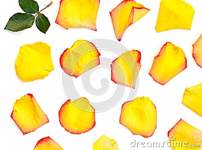 Isolated bright rose petals Stock Photo