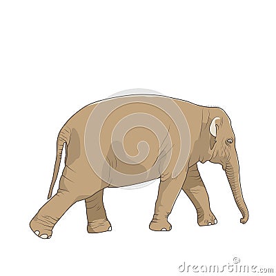 Isolated brown elephant animal character walking Vector Illustration