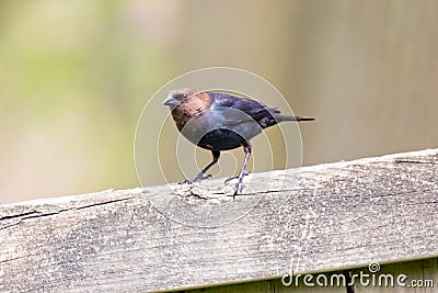 Isolated Brown Headed Cowbird Stock Photo