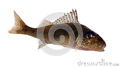 Isolated brown ruff Stock Photo