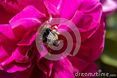 Bumblebee on a overblown pink rose Stock Photo