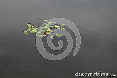 Isolated bunch of green waterlilly leaves in still pond on an overcast day Stock Photo