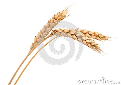 Isolated bunch of wheat Stock Photo