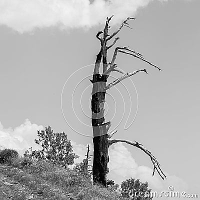 Isolated burned tree in the mountain in bianco e nero Stock Photo