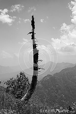 Isolated burned tree in the mountain in bianco e nero Stock Photo