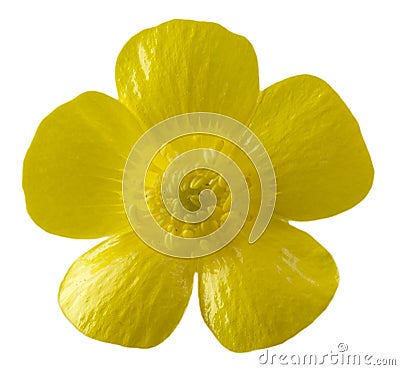 Isolated buttercup flower Stock Photo
