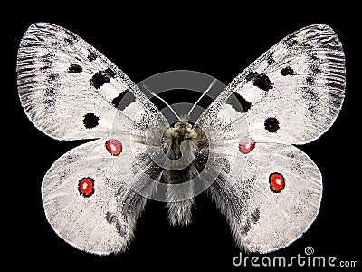 Isolated butterfly apollo Stock Photo