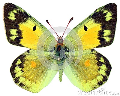 Isolated butterfly. Nice yellow butterflies Colias chrysotheme female Stock Photo