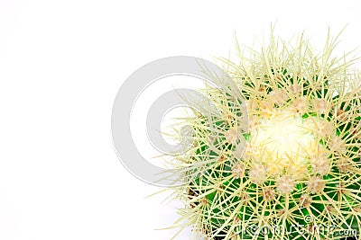 Isolated cactus in a pod Stock Photo