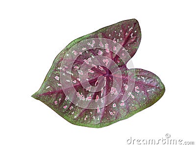 Isolated caladium multicolor leaf red strip with pink dots on green leaves Stock Photo