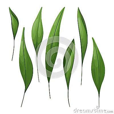 Isolated leaves of house plant Aspidistra tall or cash iron Vector Illustration