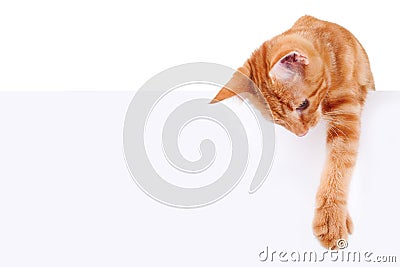 Isolated Cat White Sign Stock Photo