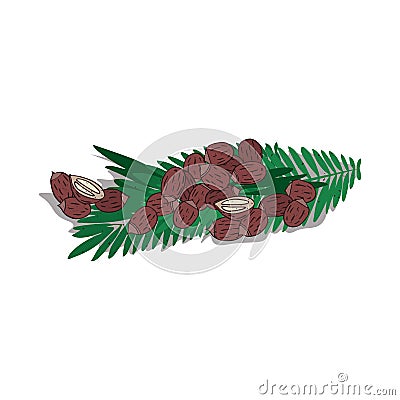 Isolated clipart Babassu Vector Illustration