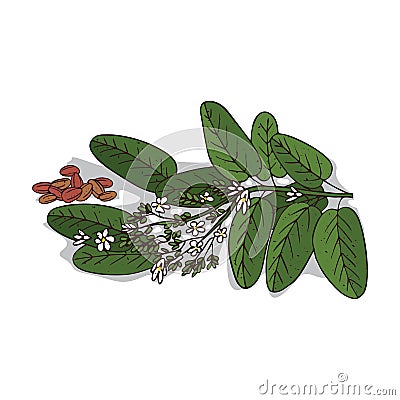 Isolated clipart Vateria indica Vector Illustration