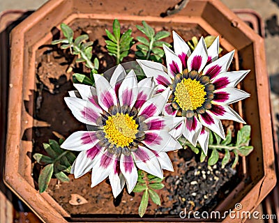 Isolated, close-up image of two white and pink Gazania flower in a squarish pot with yellow center Stock Photo