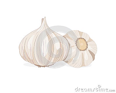 Isolated close up three garlic on white background. Cartoon Illustration