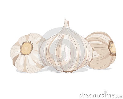 Isolated close up three garlic on white background. Cartoon Illustration