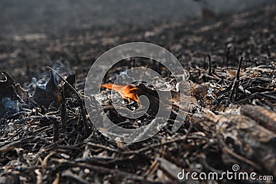 Isolated closeup of naturally monochromatic ashes and burnt yard waste pine needles, branches, etc left in the aftermath of a Stock Photo