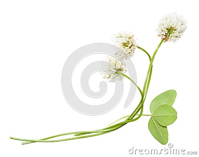 Isolated clover flower Stock Photo