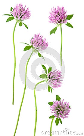 Isolated clover. Set of pink clover flowers on stem with leaf isolated on white background Stock Photo