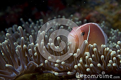 An isolated clown fish looking at you in Cebu Philippines Stock Photo