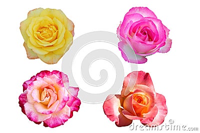 isolated collection of colorful beauty roses Stock Photo