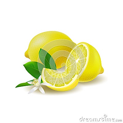 Isolated colored group of lemons, half, slice and whole juicy fruit with green leaves, white flower and shadow on white background Vector Illustration