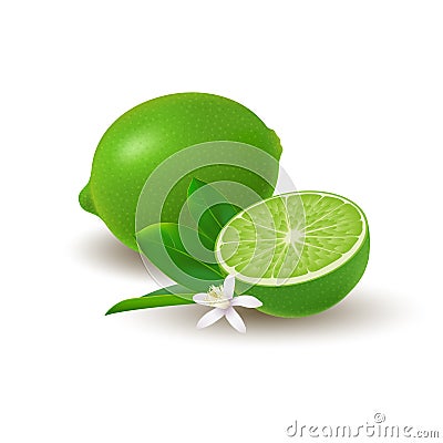 Isolated colored group of lime, half and whole juicy fruit with green leaves, white flower and shadow on white background. Realist Vector Illustration